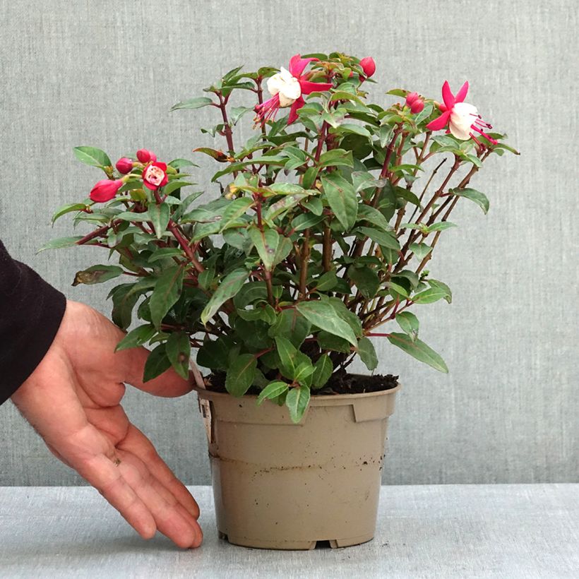 Fuchsia Jollies Madiran - Fucsia Vaso da Ø 12 cm / 13 cm esemplare consegnato in primavera