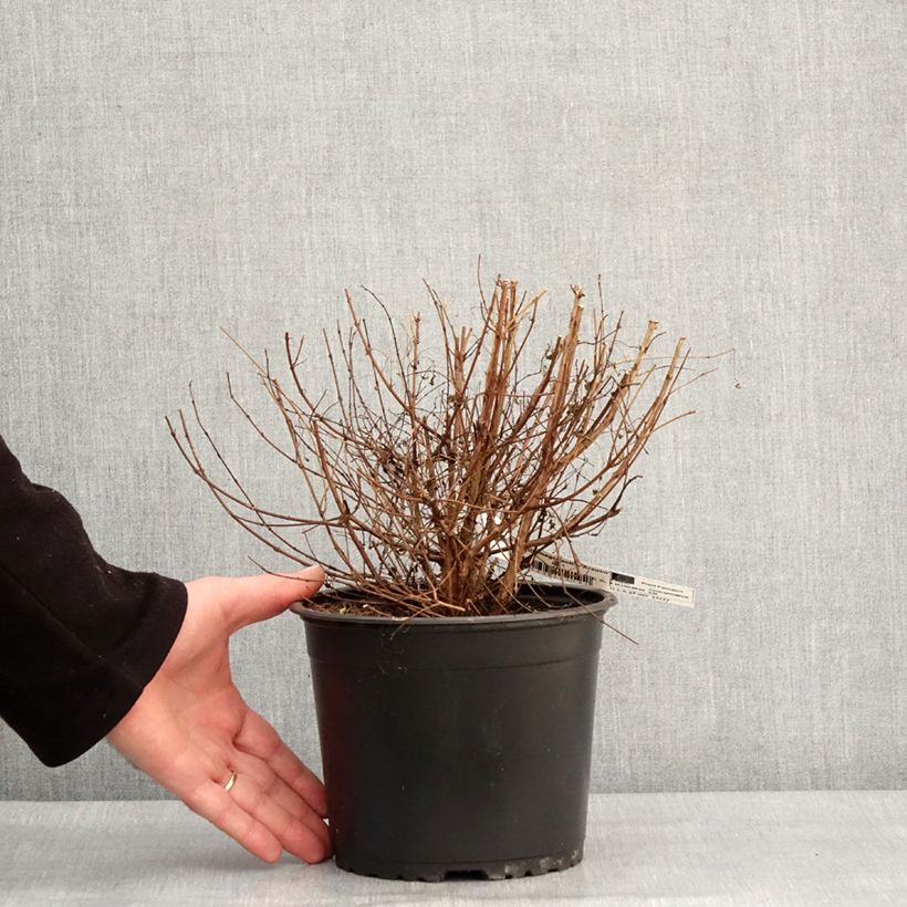 Fuchsia magellanica Arauco Pot de 1,5L/2L esemplare consegnato in inverno