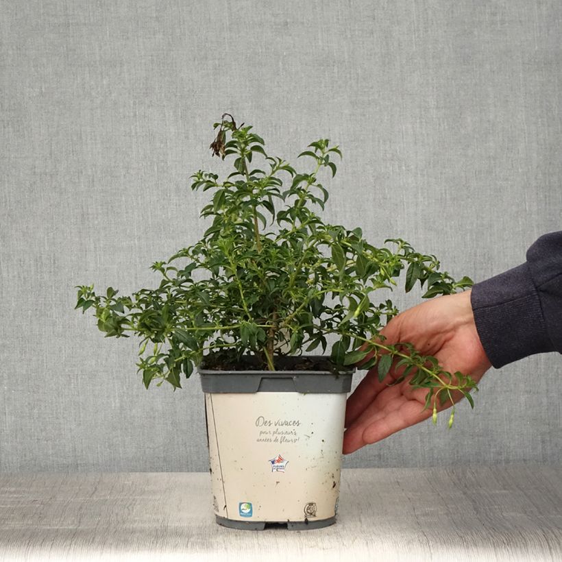 Fuchsia magellanica Hawkshead - Fucsia Vaso da 2L/3L esemplare consegnato in primavera