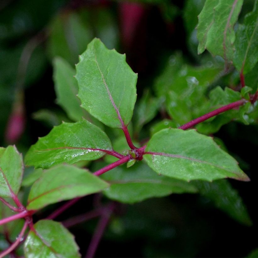 Fuchsia magellanica Riccartonii - Fucsia (Fogliame)