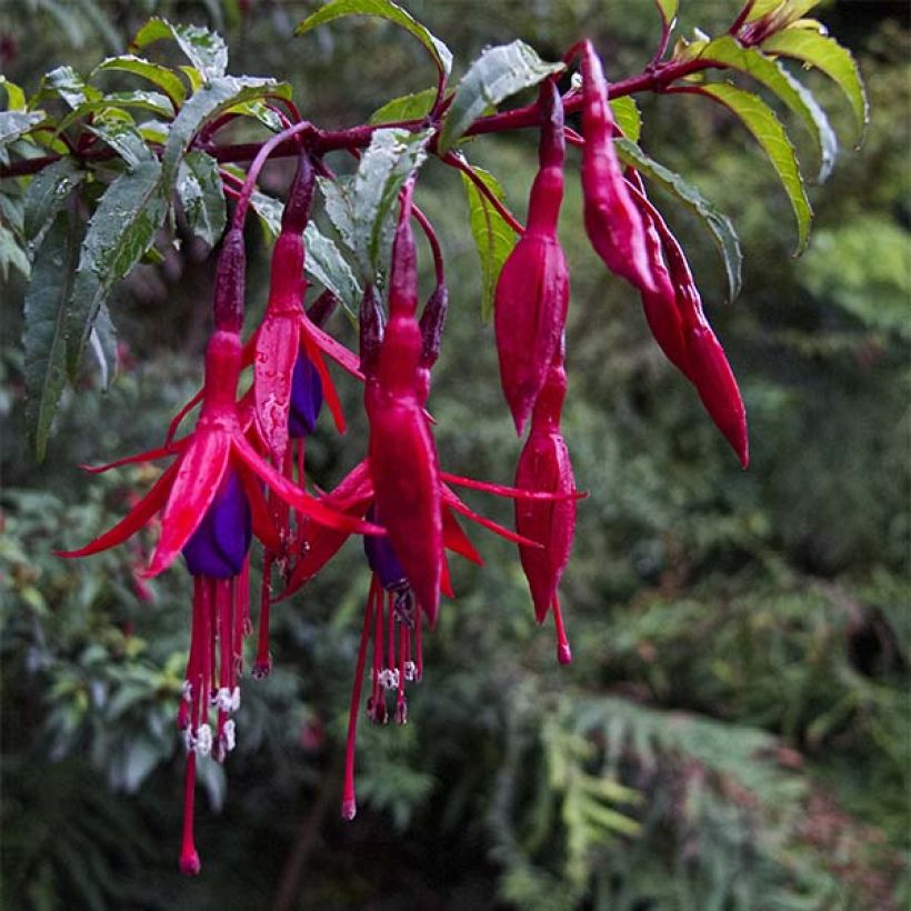 Fuchsia magellanica Riccartonii - Fucsia (Fioritura)