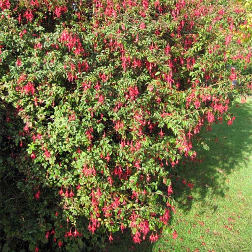Fuchsia magellanica Riccartonii - Fucsia (Porto)