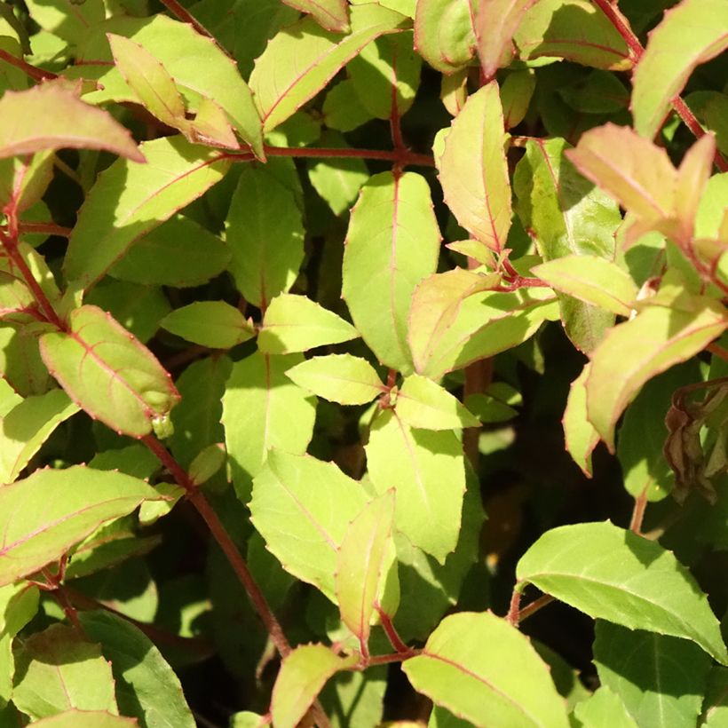 Fuchsia magellanica var. gracilis - Fucsia (Foliage)