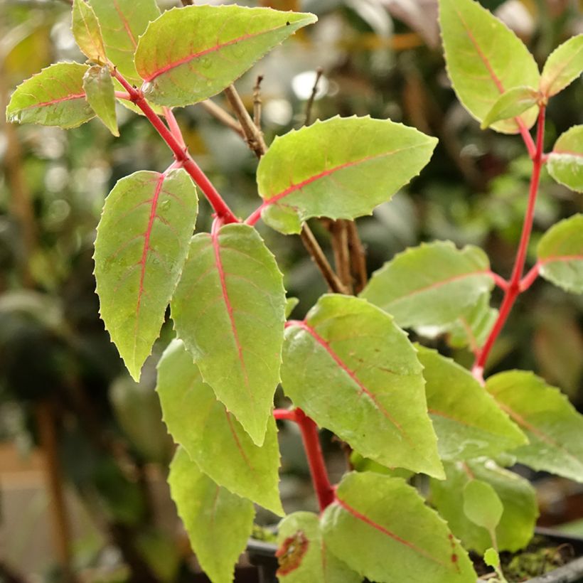Fuchsia R.A.F - Fucsia (Foliage)
