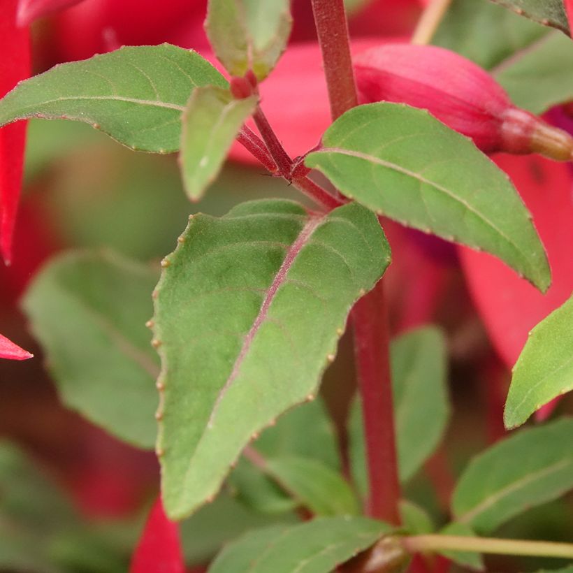 Fuchsia regia Regal - Fucsia (Fogliame)