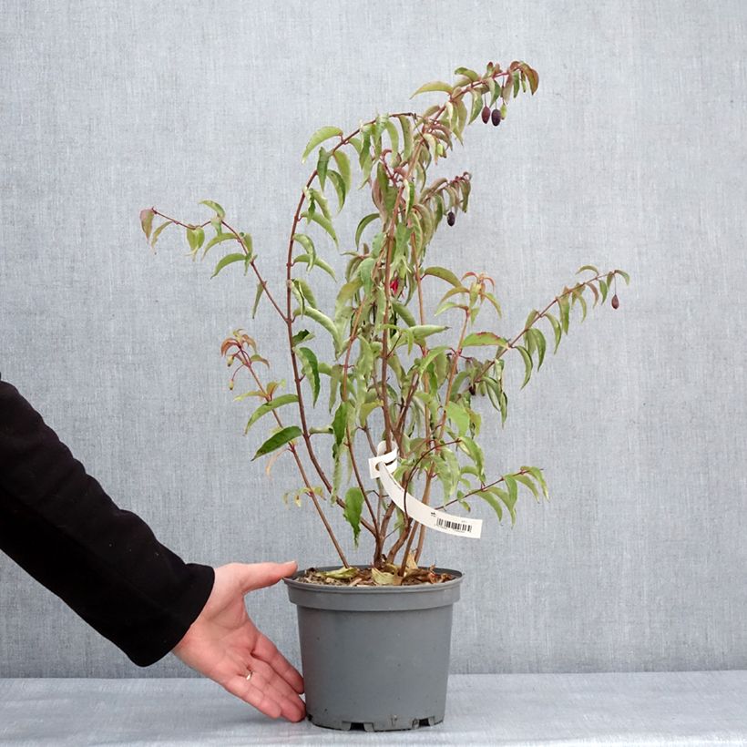 Fuchsia regia Regal Pot de 3L/4L esemplare consegnato in inverno