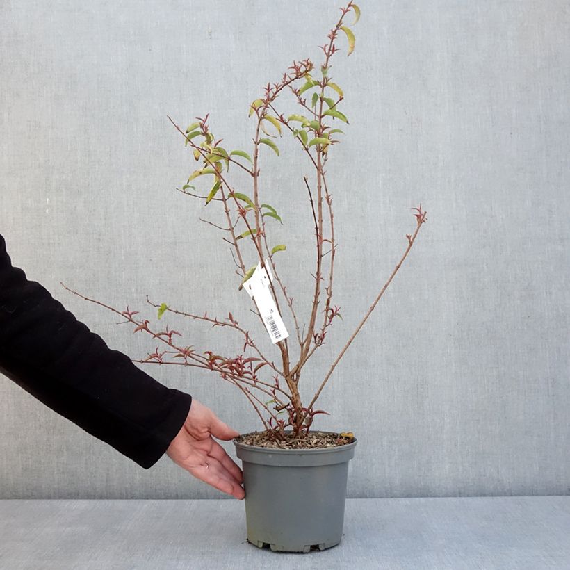 Example of Fuchsia regia Regal - Fucsia Vaso da 3L/4L as you get in printemps