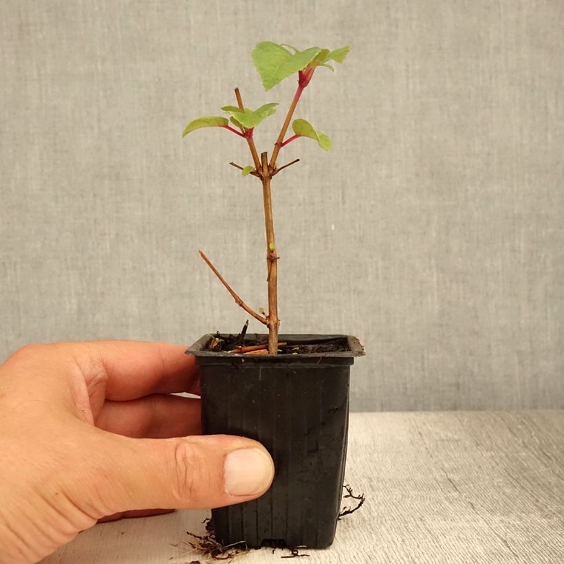 Esemplare di Fuchsia Dark Eyes - Fucsia Vasetto da 7/8 cm consegnato in estate