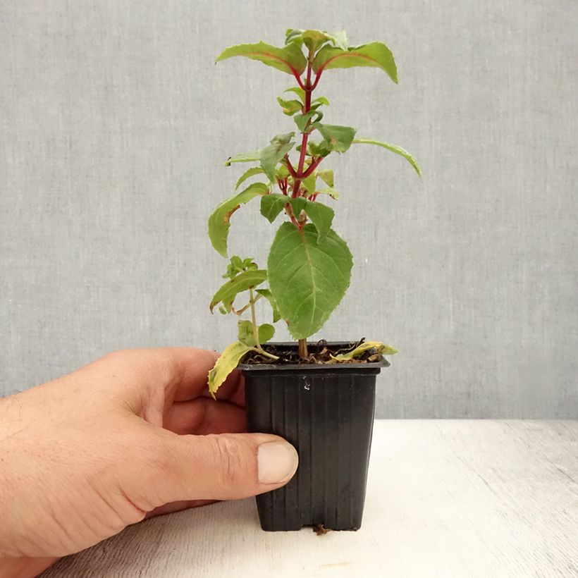 Example of Fuchsia Royal Mosaïc - Fucsia Vasetto da 7/8 cm as you get in ete