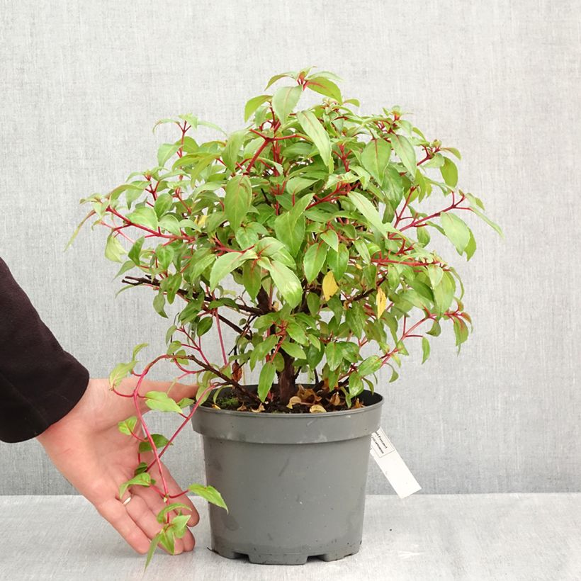 Esemplare di Fuchsia Charming - Fucsia Vaso da 3L/4L come consegnato in autunno
