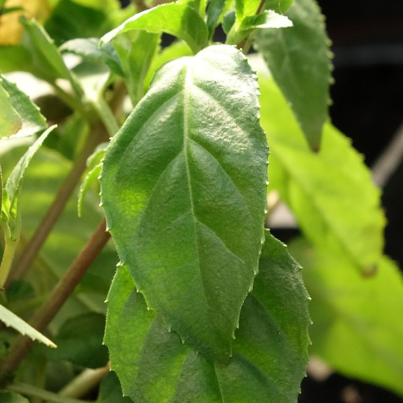 Fuchsia Constance - Fucsia (Fogliame)