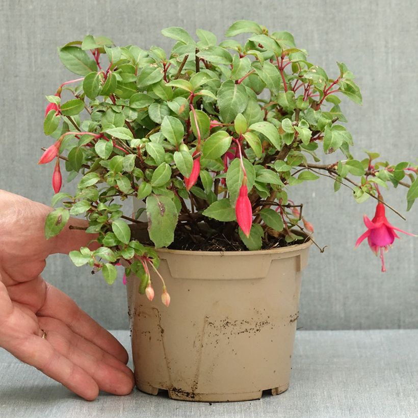 Esemplare di Fuchsia Display - Fucsia Vaso da Ø 12 cm / 13 cm consegnato in estate
