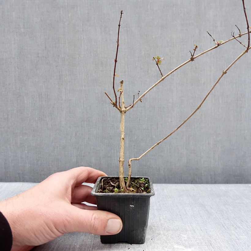 Fuchsia Douce France - Fucsia Vasetto da 8/9 cm esemplare consegnato in inverno