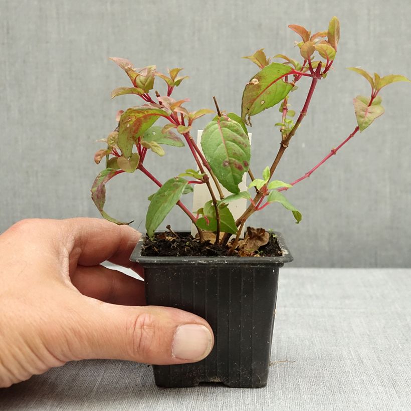 Fuchsia Douce France - Fucsia Vasetto da 8/9 cm esemplare consegnato in primavera