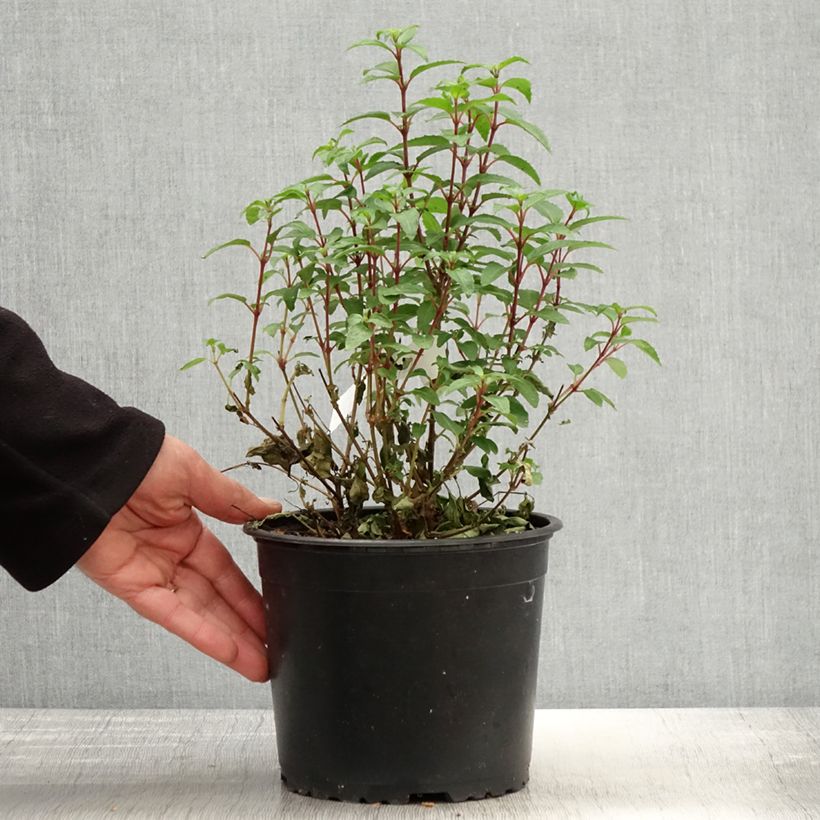 Fuchsia Lady Thumb - Fucsia Vaso da 2L/3L esemplare consegnato in primavera