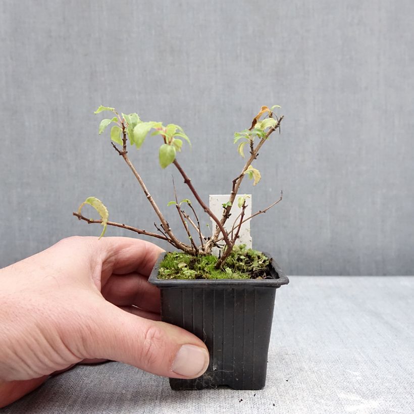 Example of Fuchsia Margaret Thatcher - Fucsia Vasetto da 8/9 cm as you get in hiver