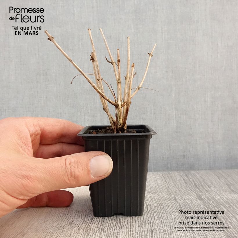 Example of Fuchsia Marjory Blake - Fucsia Vasetto da 7/8 cm as you get in printemps