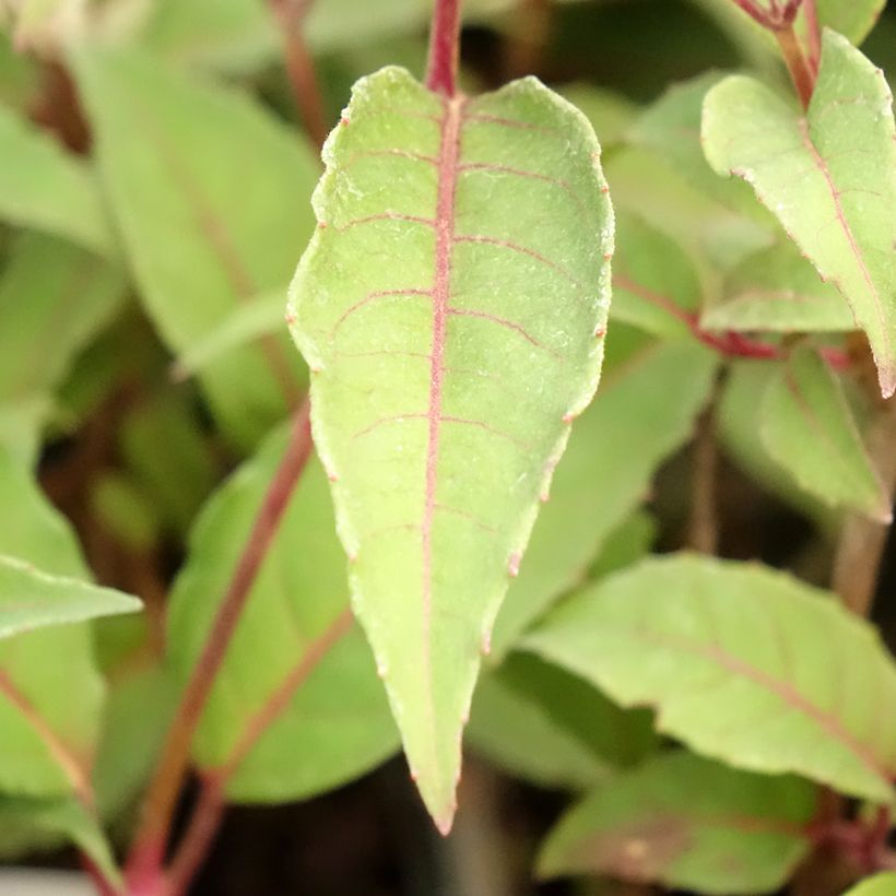 Fuchsia Mme Cornelissen - Fucsia (Fogliame)