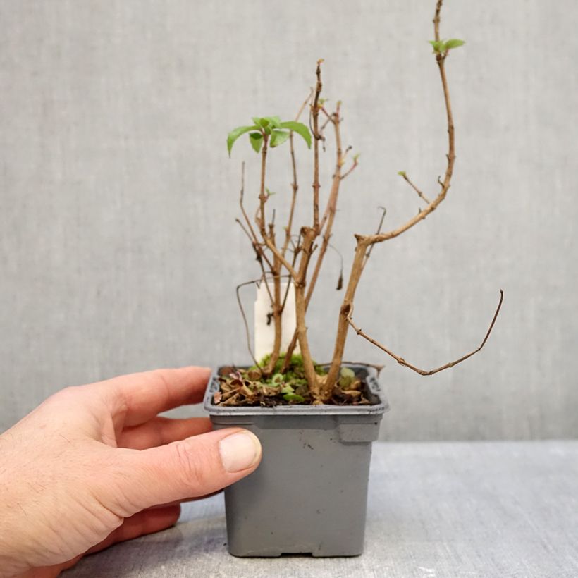 Example of Fuchsia Mrs Popple - Fucsia Vasetto da 8/9 cm as you get in hiver