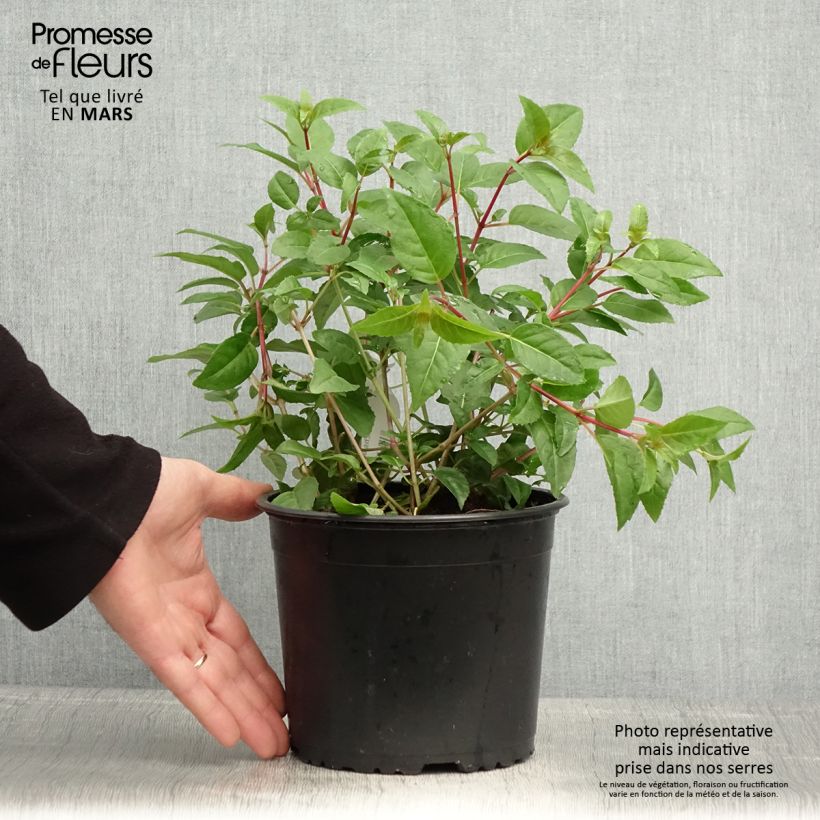 Example of Fuchsia Princess Dollar - Fucsia Vaso da 2L/3L as you get in printemps