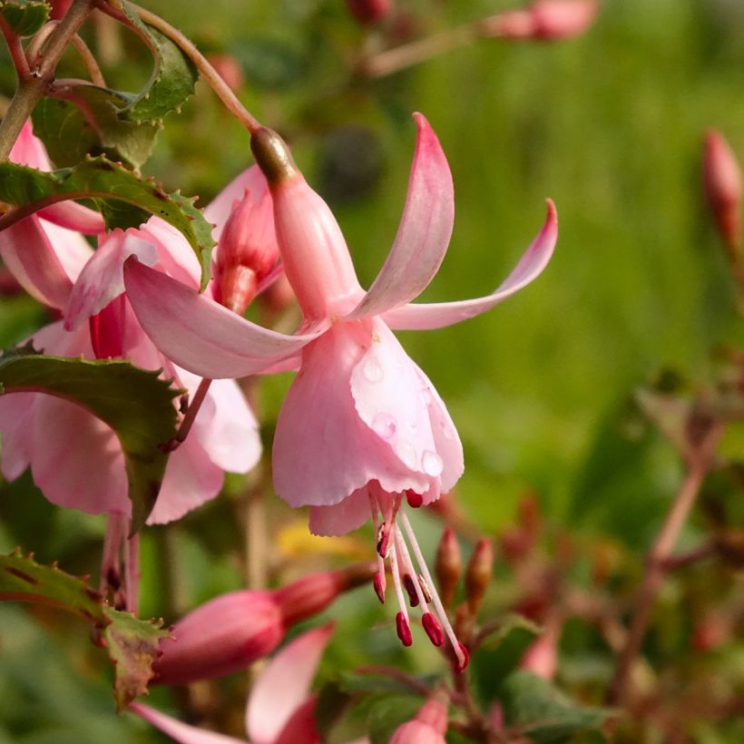 Fuchsia Shrimp Cocktail - Fucsia (Fioritura)