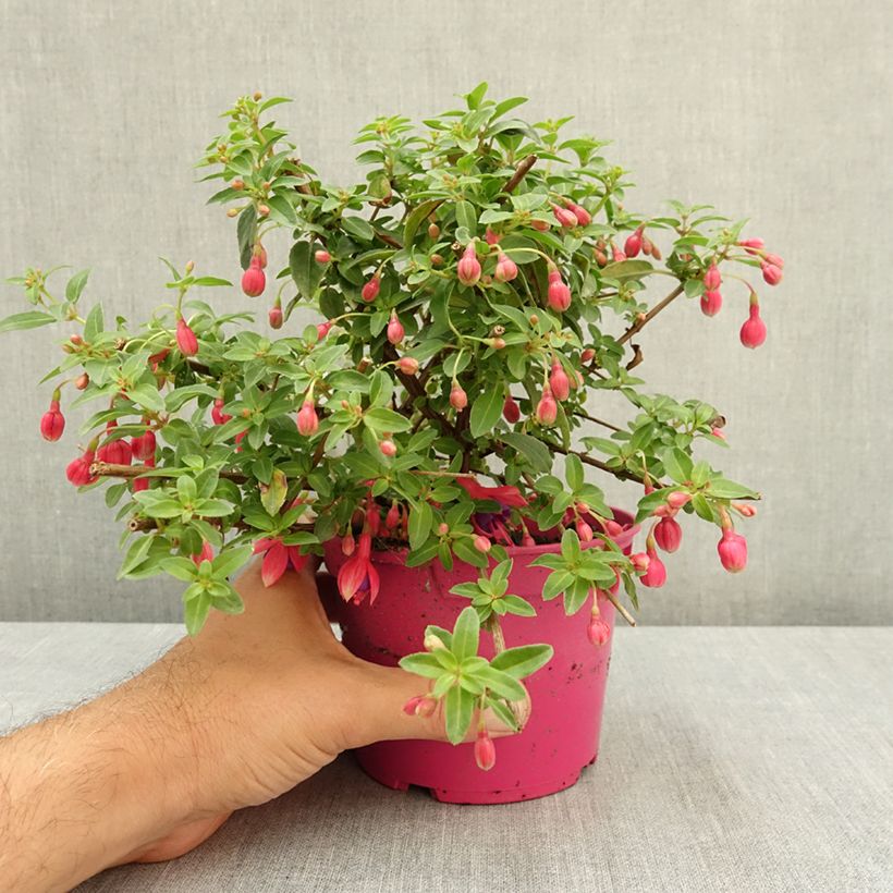 Esemplare di Fuchsia Tom Thumb - Fucsia Vaso da Ø 12 cm / 13 cm consegnato in estate