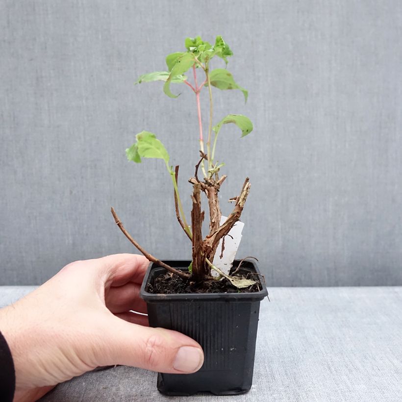 Example of Fuchsia White King - Fucsia Vasetto da 8/9 cm as you get in hiver