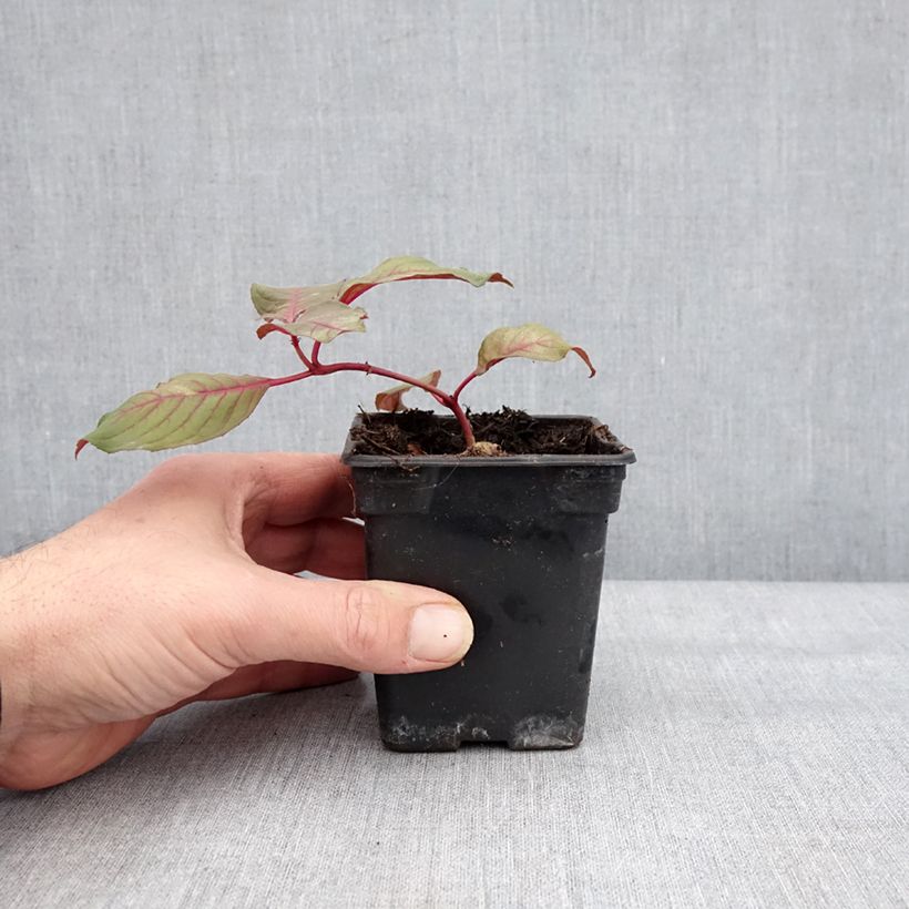Fuchsia triphylla (Fulgens) - Fuchsia arbustif Godet de 7/8 cm esemplare consegnato in inverno