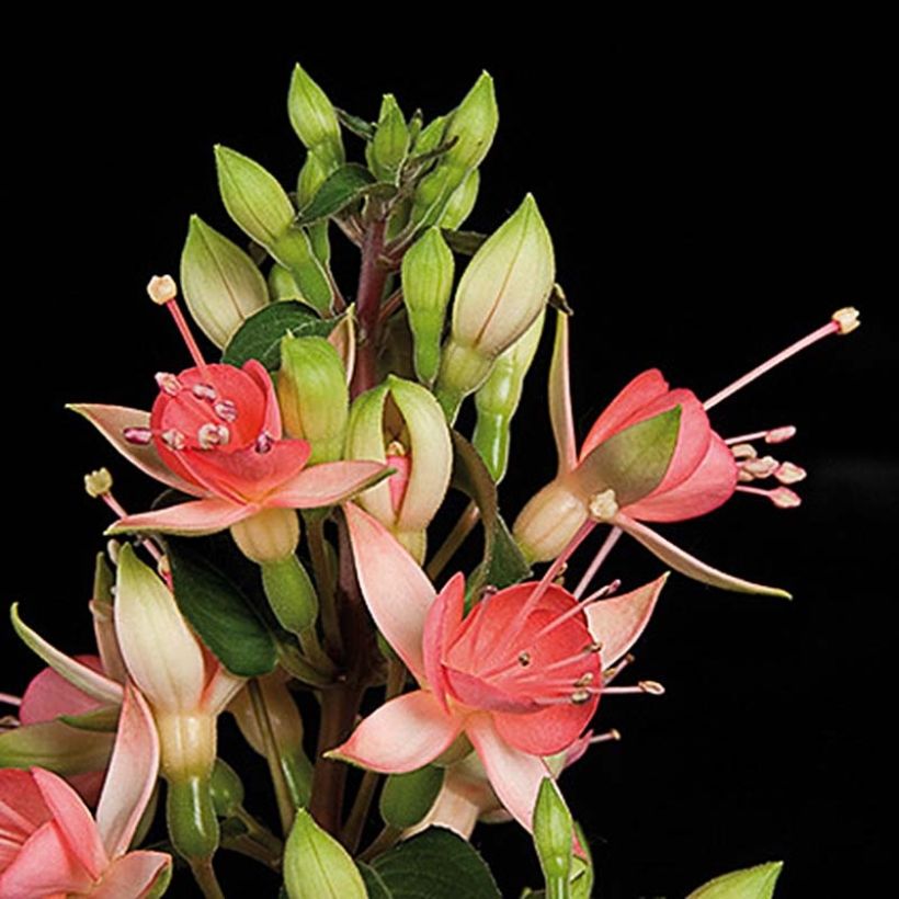 Fuchsia Walz Jubelteen - Fucsia (Flowering)