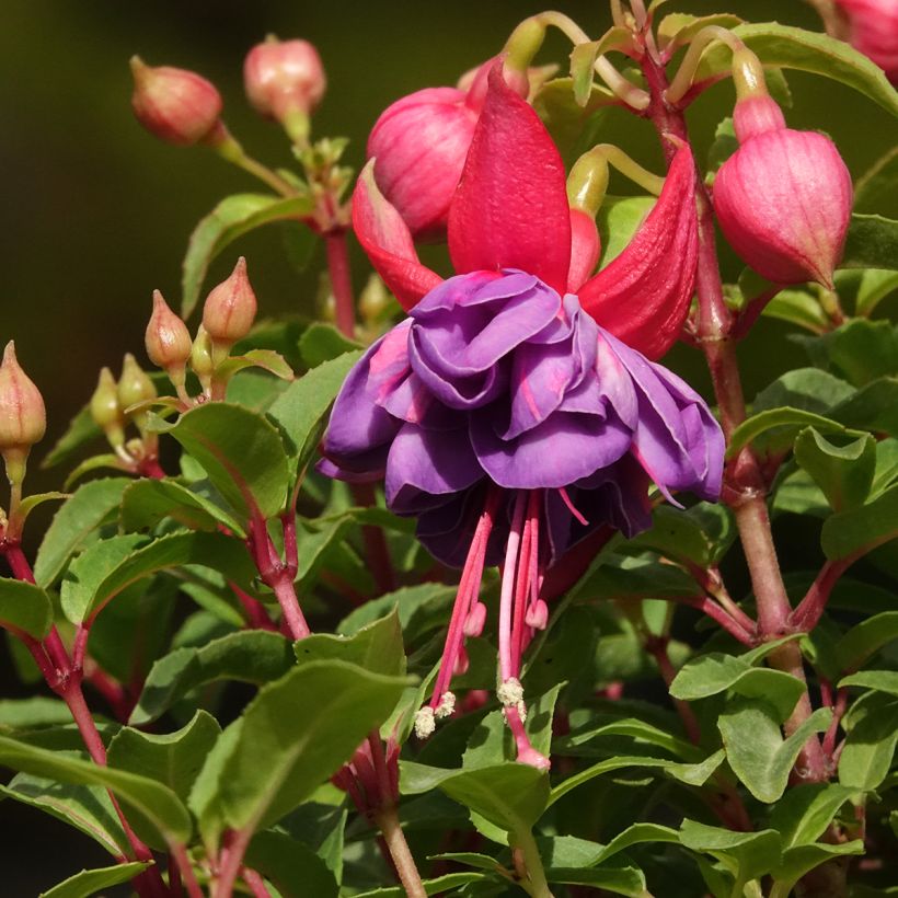 Fuchsia Winston Churchill - Fucsia (Fioritura)
