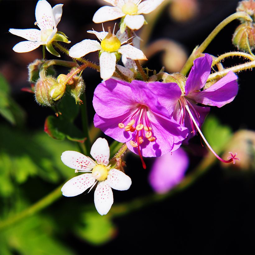 Geranium cantabrigiense Cambridge (Fioritura)