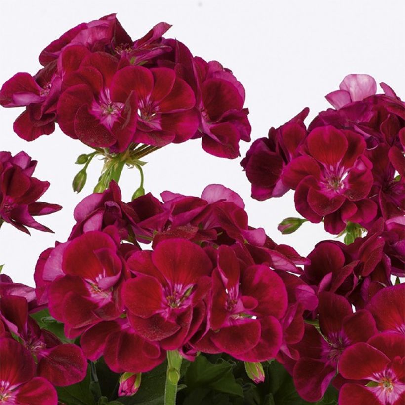 Geranio zonale Flower Fairy Velvet (Fioritura)