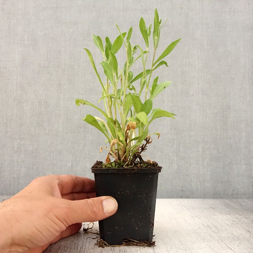 Gaillardia grandiflora Arizona Red Shades Vasetto da 8/9 cm esemplare consegnato in primavera