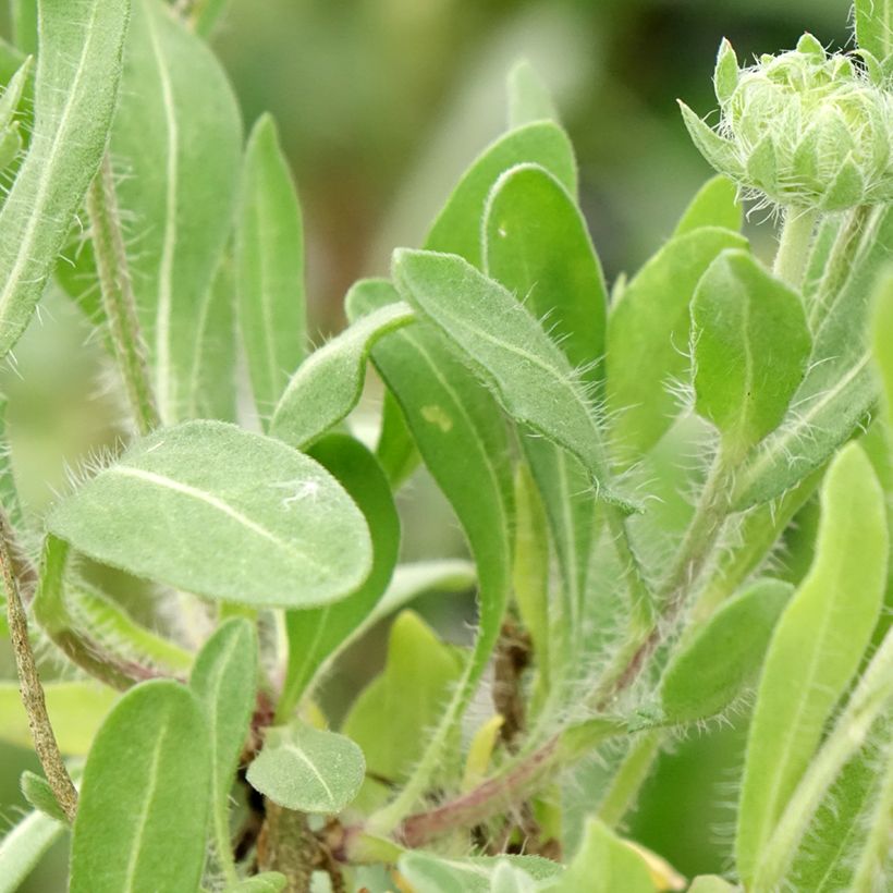 Gaillardia grandiflora Arizona Red Shades (Fogliame)