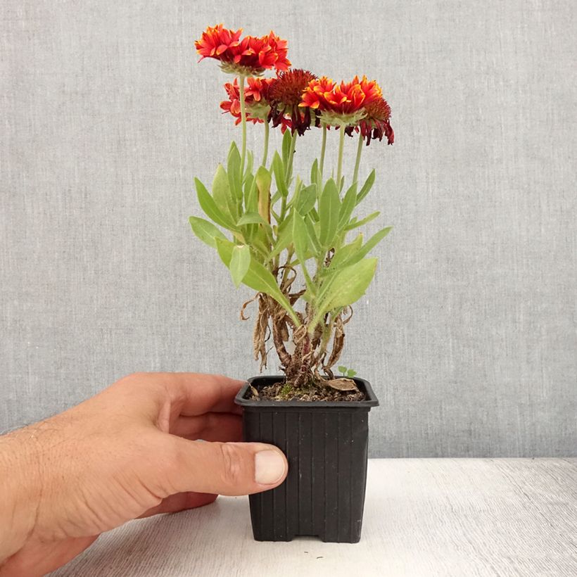 Esemplare di Gaillardia Fanfare Blaze Vasetto da 8/9 cm consegnato in estate