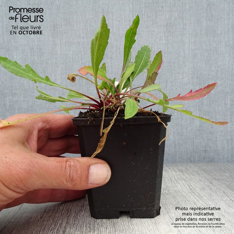 Esemplare di Gaillardia grandiflora Tokayer Vasetto da 8/9 cm come consegnato in autunno