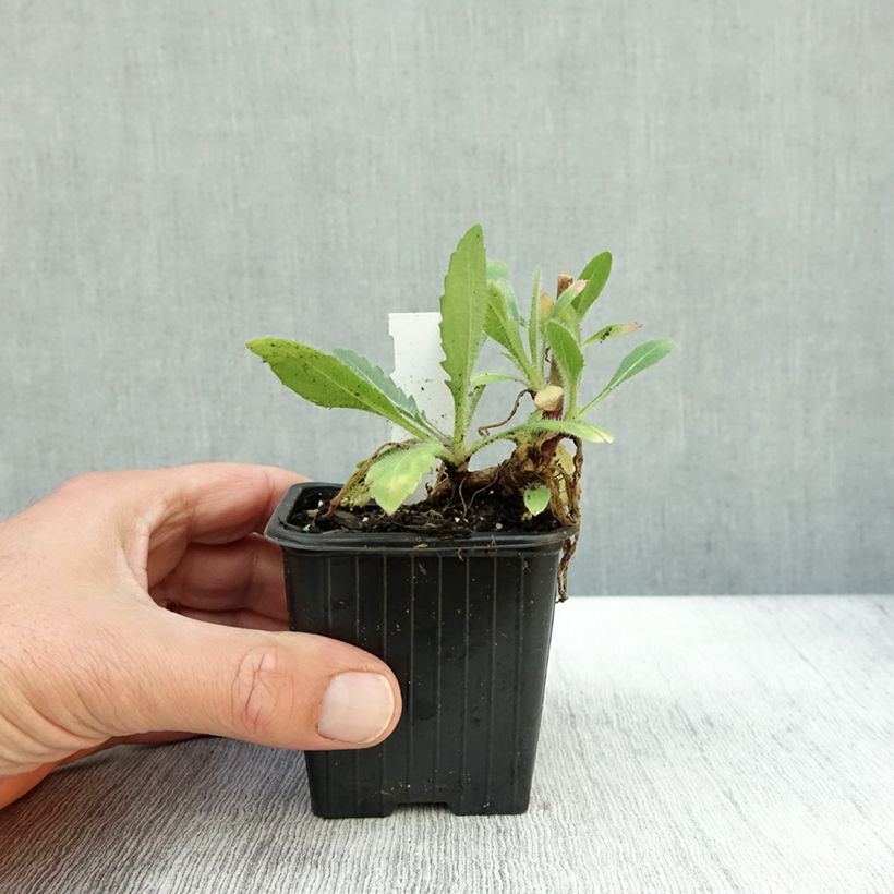 Esemplare di Gaillardia grandiflora Fanfare Vasetto da 8/9 cm come consegnato in autunno