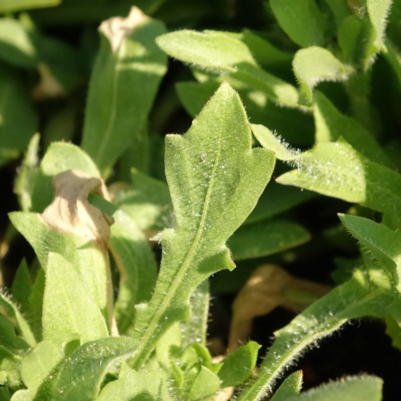 Gaillardia aristata Mesa Bright Color (Fogliame)