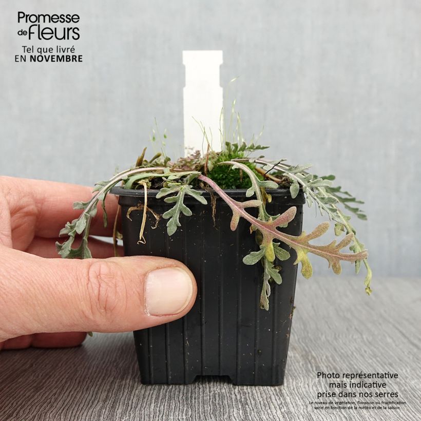 Esemplare di Gaillardia pinnatifida Vasetto da 8/9 cm come consegnato in autunno