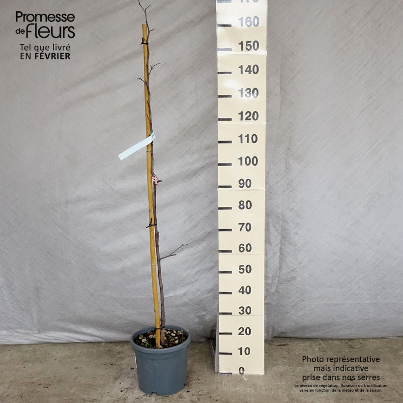 Cercis canadensis Cascading Hearts - Albero di Giuda Vaso da 7,5L/10L esemplare consegnato in inverno