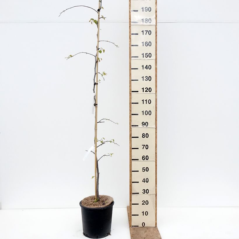 Cercis canadensis Cascading Hearts - Albero di Giuda Vaso da 7,5L/10L esemplare consegnato in primavera