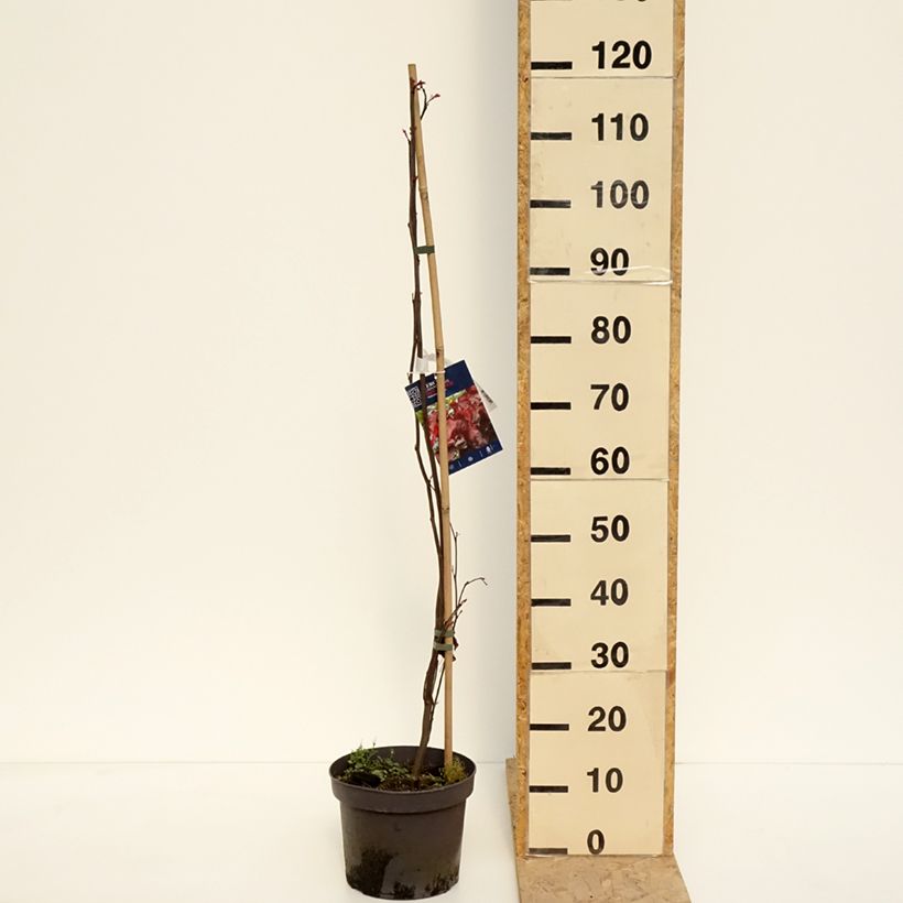 Cercis canadensis Red Force - Albero di Giuda Vaso da 7,5L/10L esemplare consegnato in primavera