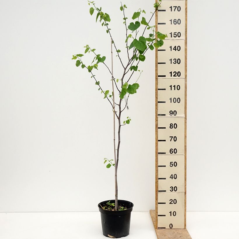 Example of Cercis canadensis Royal White - Albero di Giuda Vaso da 12L/15L as you get in printemps