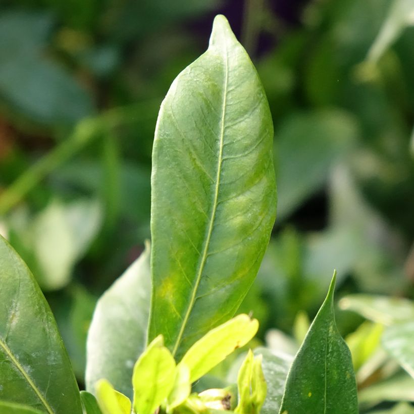 Gardenia Celestial Star (Foliage)
