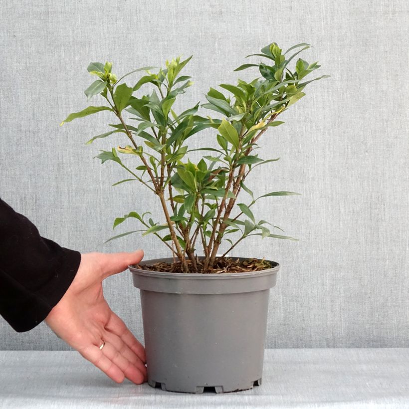 Gardenia jasminoides Celestial Star - Jasmin du Cap Pot de 3L/4L esemplare consegnato in inverno