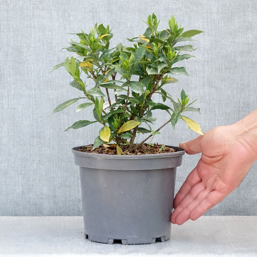 Example of Gardenia Celestial Star Vaso da 3L/4L as you get in printemps