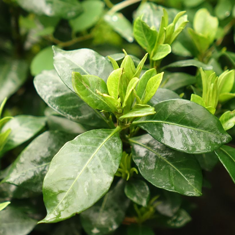 Gardenia Pinwheel (Foliage)