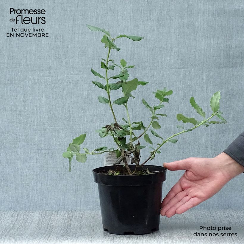 Esemplare di Garrya elliptica Vaso da 2L/3L come consegnato in autunno