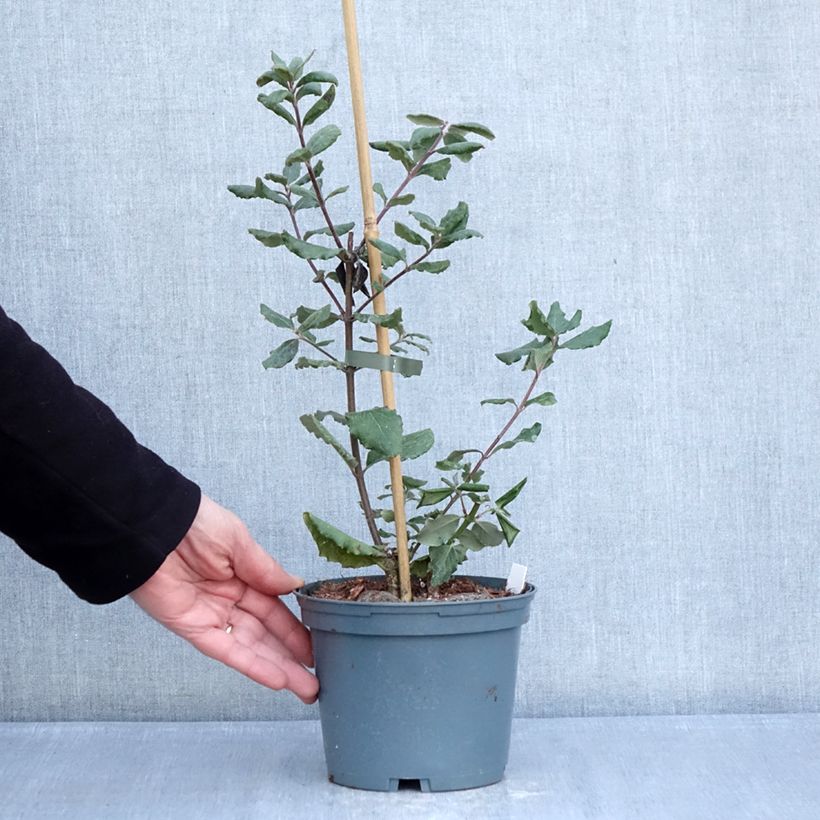 Example of Garrya elliptica James Roof Vaso da 2L/3L as you get in hiver