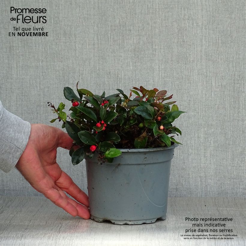 Esemplare di Gaultheria procumbens - Tè del Canada Vaso da 2L/3L come consegnato in autunno